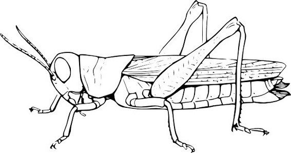 Fun grasshopper coloring and drawing sheet insect coloring pages drawing sheet coloring pages