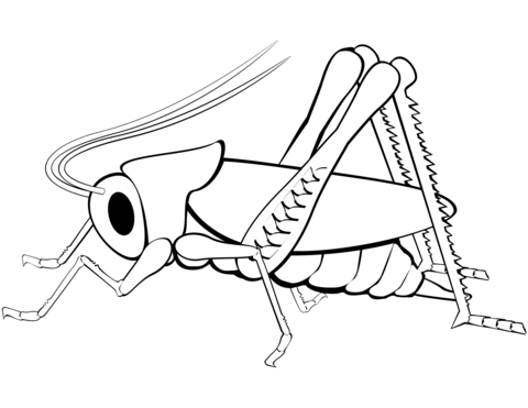 Grasshopper coloring page free printable coloring pages