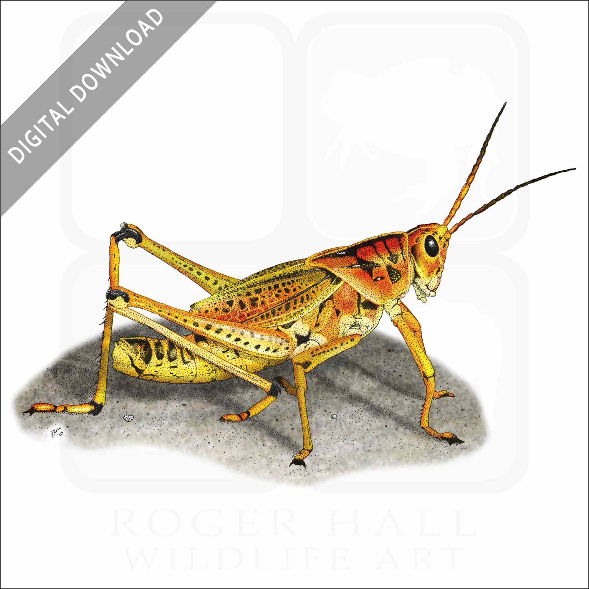 Stock art drawing of an eastern lubber grasshopper