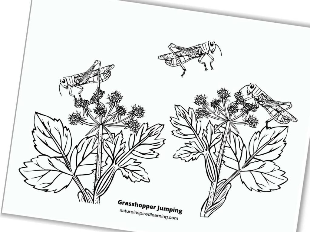 Unique grasshopper coloring pages