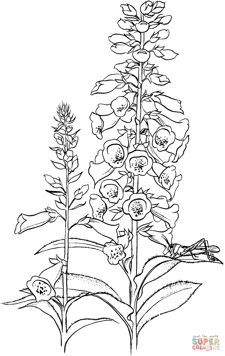 Grasshopper on the flower coloring page free printable coloring pages