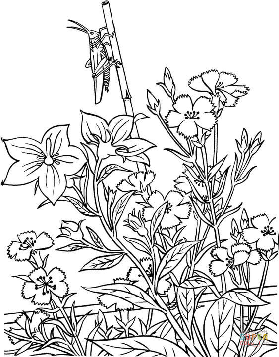 Grasshopper in garden coloring page free printable coloring pages