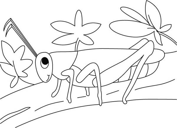 Grasshopper in the garden coloring page