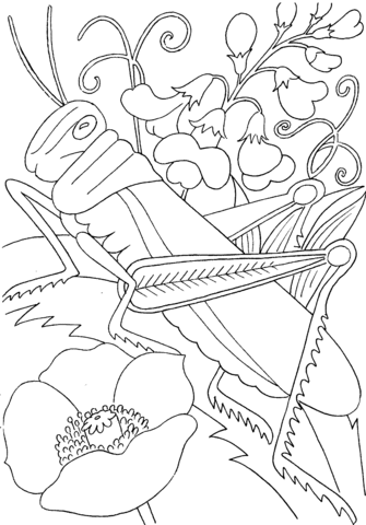 Grasshopper among flowers coloring page free printable coloring pages