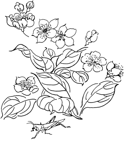 Grasshopper on flower coloring page free printable coloring pages