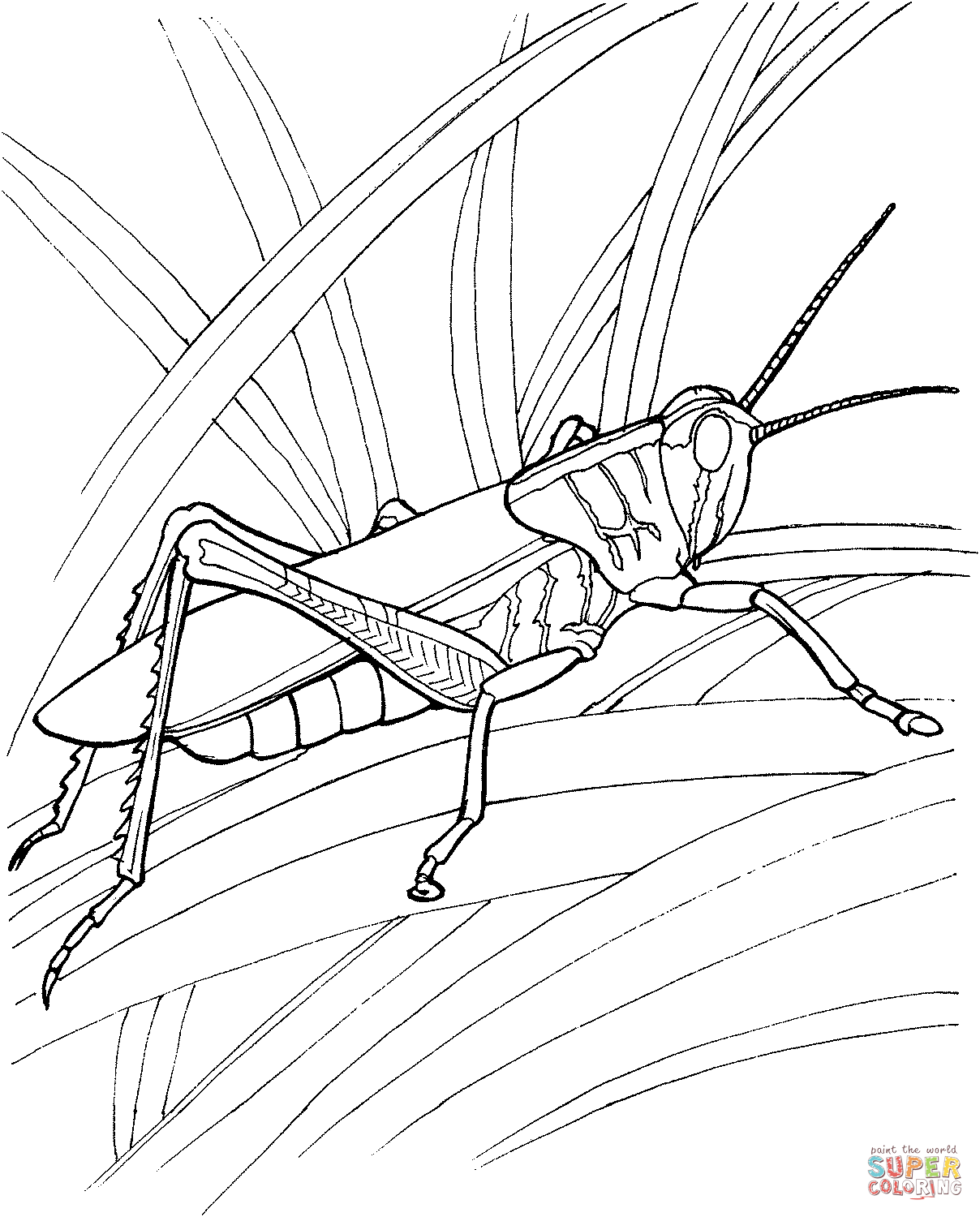 Grasshopper in the garden coloring page free printable coloring pages