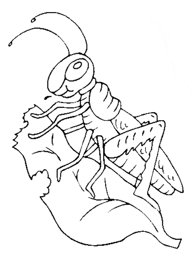 Grasshopper coloring page