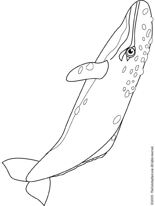 Gray whale coloring page audio stories for kids free coloring pages colouring printables