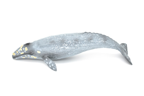 Gray whale museum quality plastic replica m