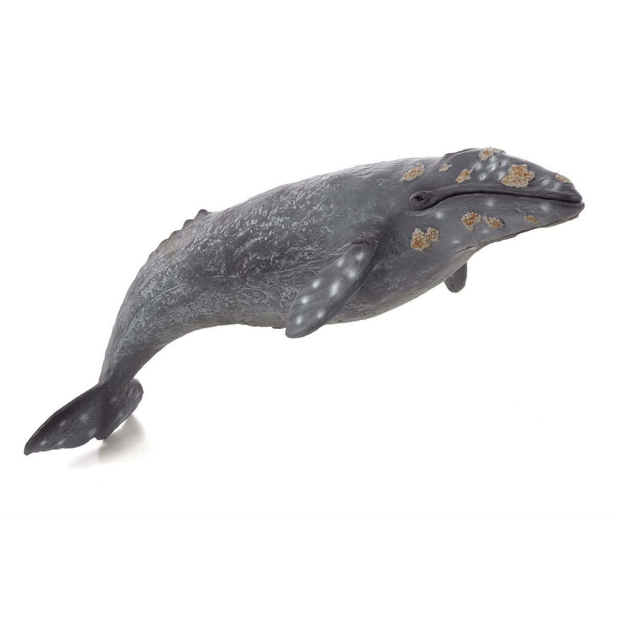 Mojo sealife