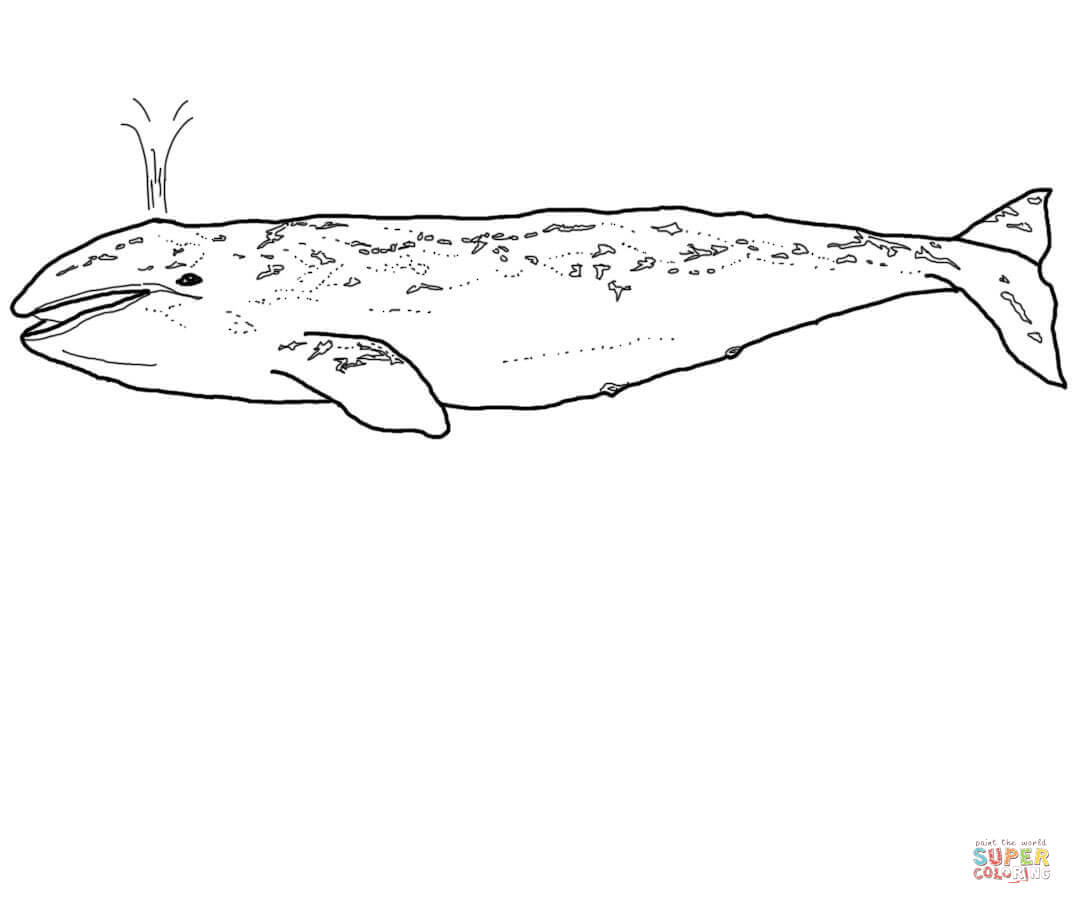 Grey whale coloring page free printable coloring pages