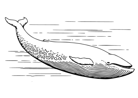 Realistic grey whale coloring page from gray whale category select from printable crafts of cartoons natuâ whale coloring pages blue whale whale tattoos