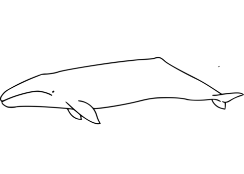 Gray whale coloring page free printable coloring pages
