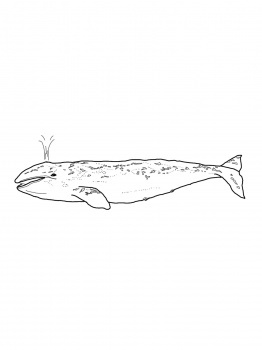 Grey whale whale coloring pages gray whale free printable coloring pages