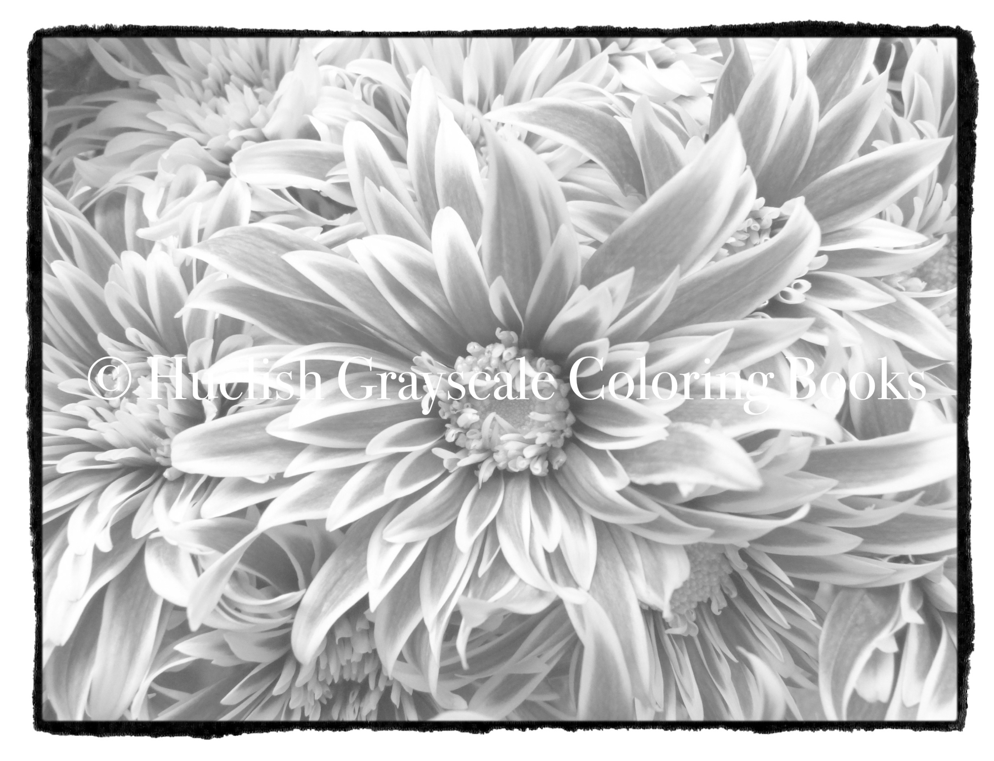 Downloadable grayscale coloring page chrysanthemums from beautiful nature