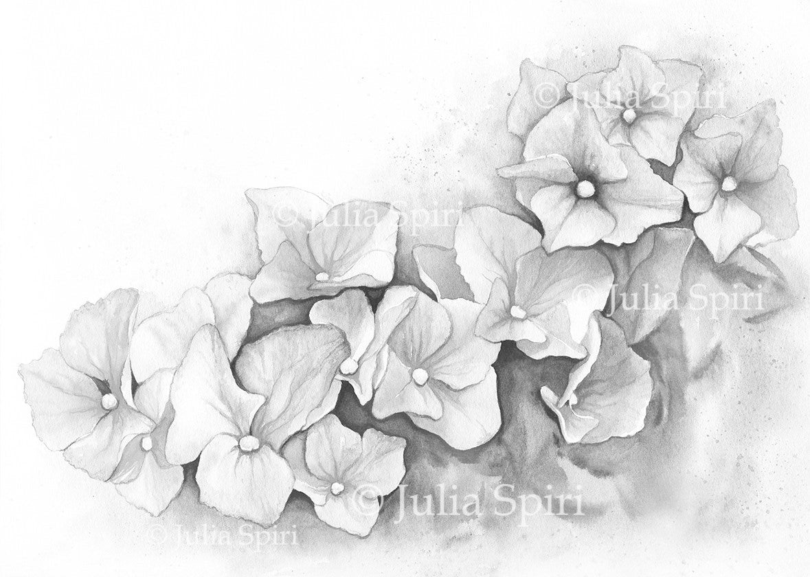 Grayscale coloring pages digital stamp flowers hydrangea â the art of julia spiri