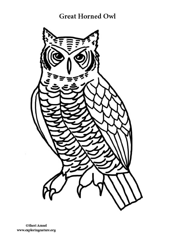 Owl great horned coloring page