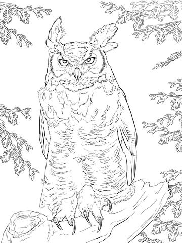 Realistic great horned owl coloring page from owls category select from printable crafts of cartooâ owl coloring pages owls drawing animal coloring pages