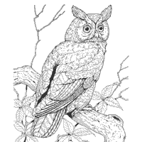 Great horned owl coloring pages