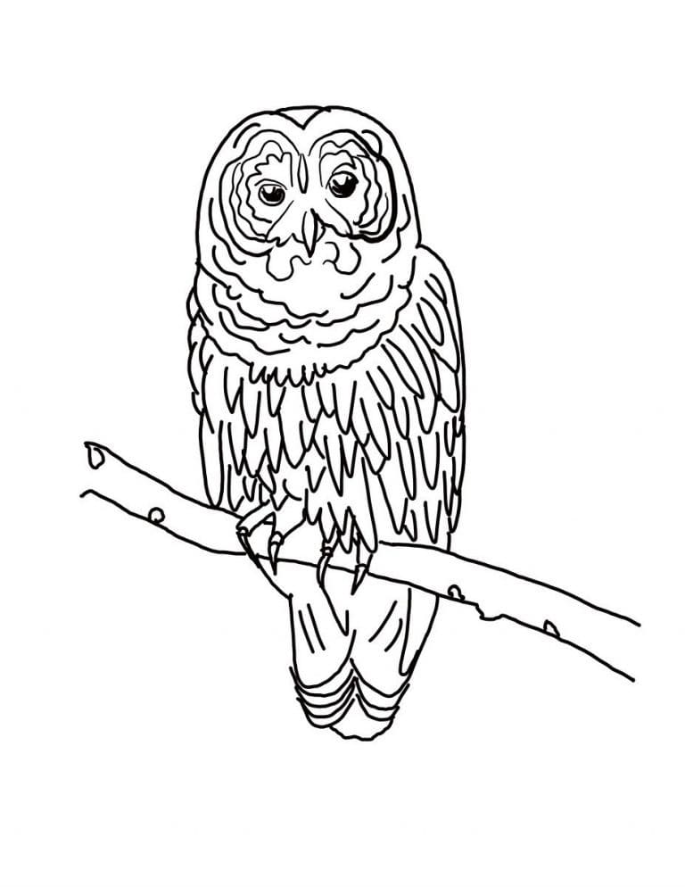 An owl drawing coloring page