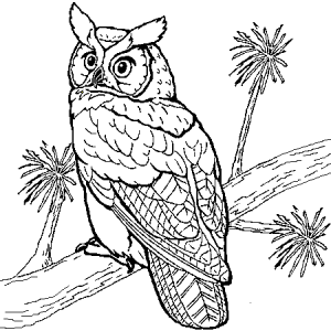 Free owl drawing to download and color