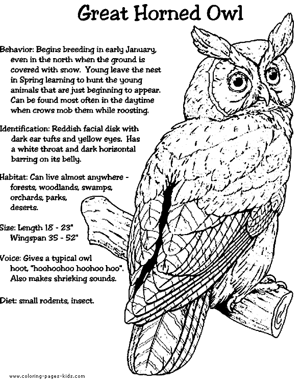 Great horned owl color page owl coloring pages owl horned owl