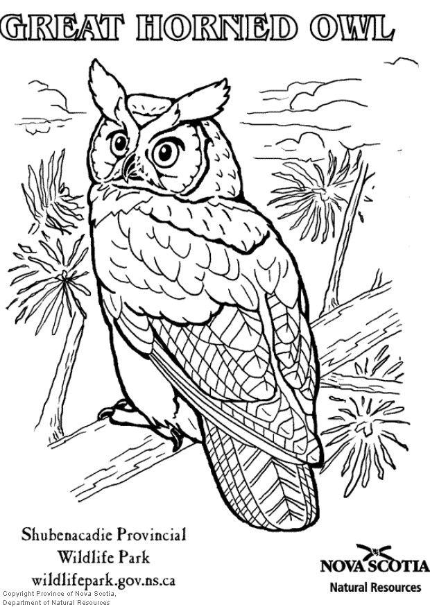 Coloring page great horned owl