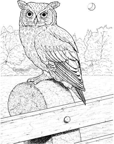 Great horned owl coloring page free printable coloring pages