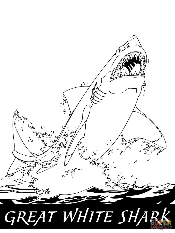 Great white shark jumping out of the water shark coloring pages valentine coloring pages coloring pages