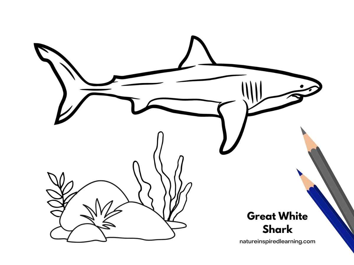 Great white shark coloring pages