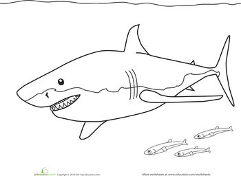 Color the great white shark worksheet education butterfly coloring page great white shark great white shark pictures