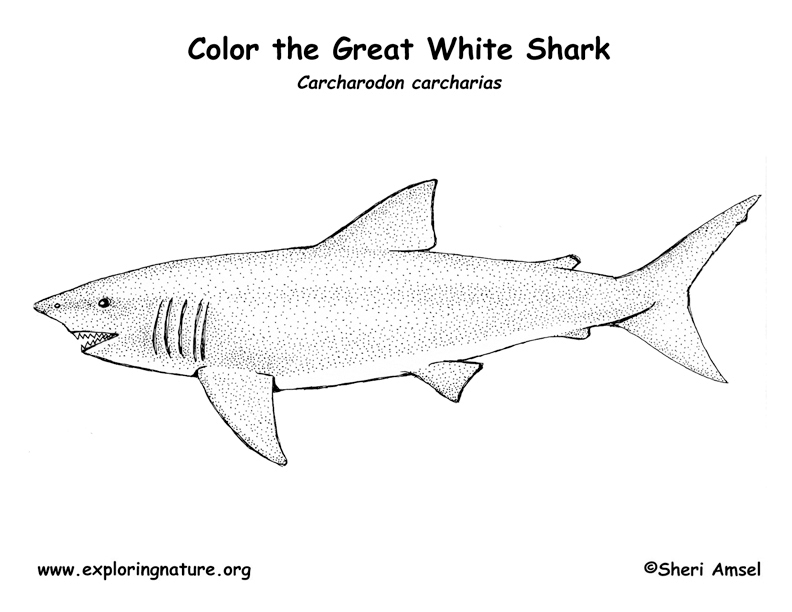 Shark great white coloring page