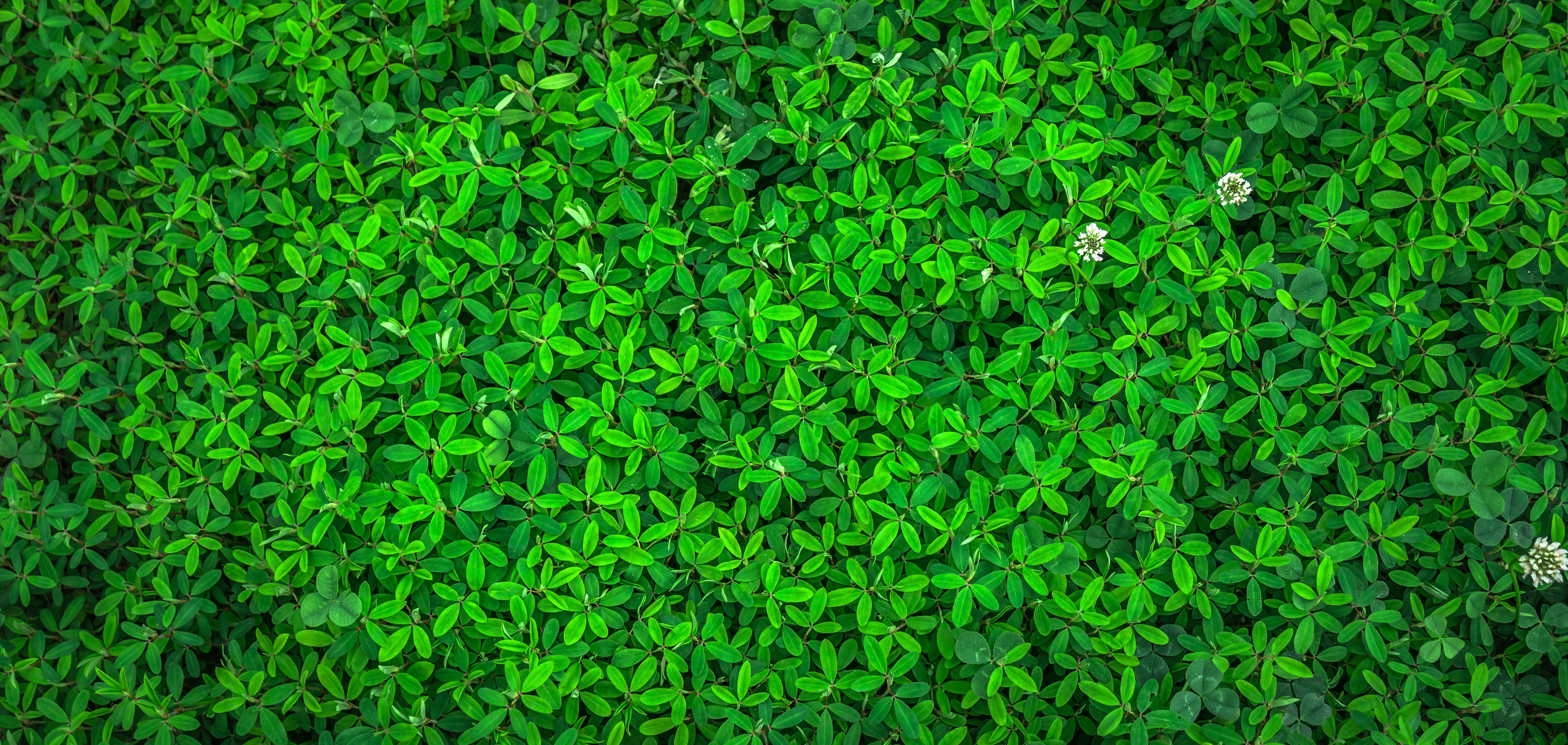 Green Leaf Photos, Download The BEST Free Green Leaf Stock Photos
