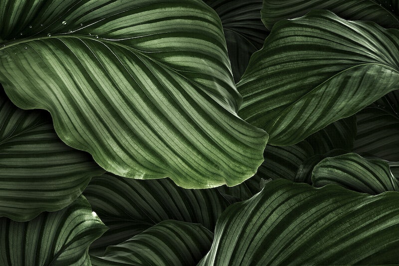 Download Free 100 + green tropical leaves desktop Wallpapers