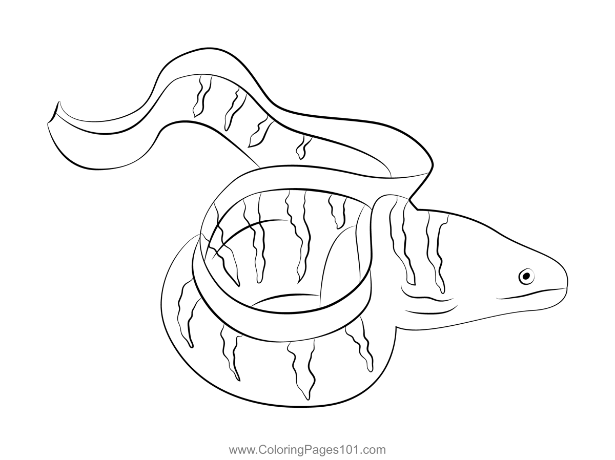 Barred moray eel coloring page for kids