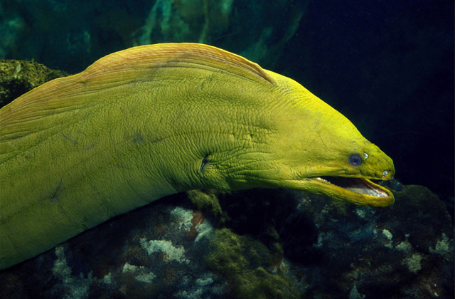 Green moray wiki