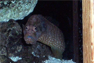 Care and breeding of the green wolf eel blenny congrogadus subducens by alan drehmel and frank marini