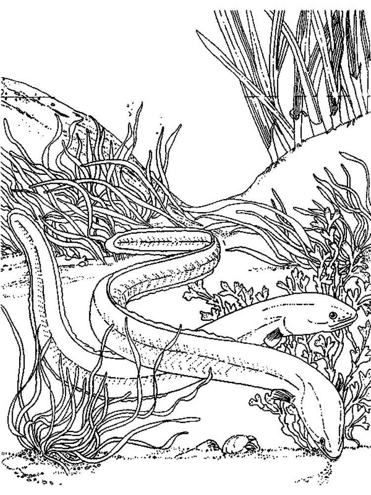 Eel coloring pages