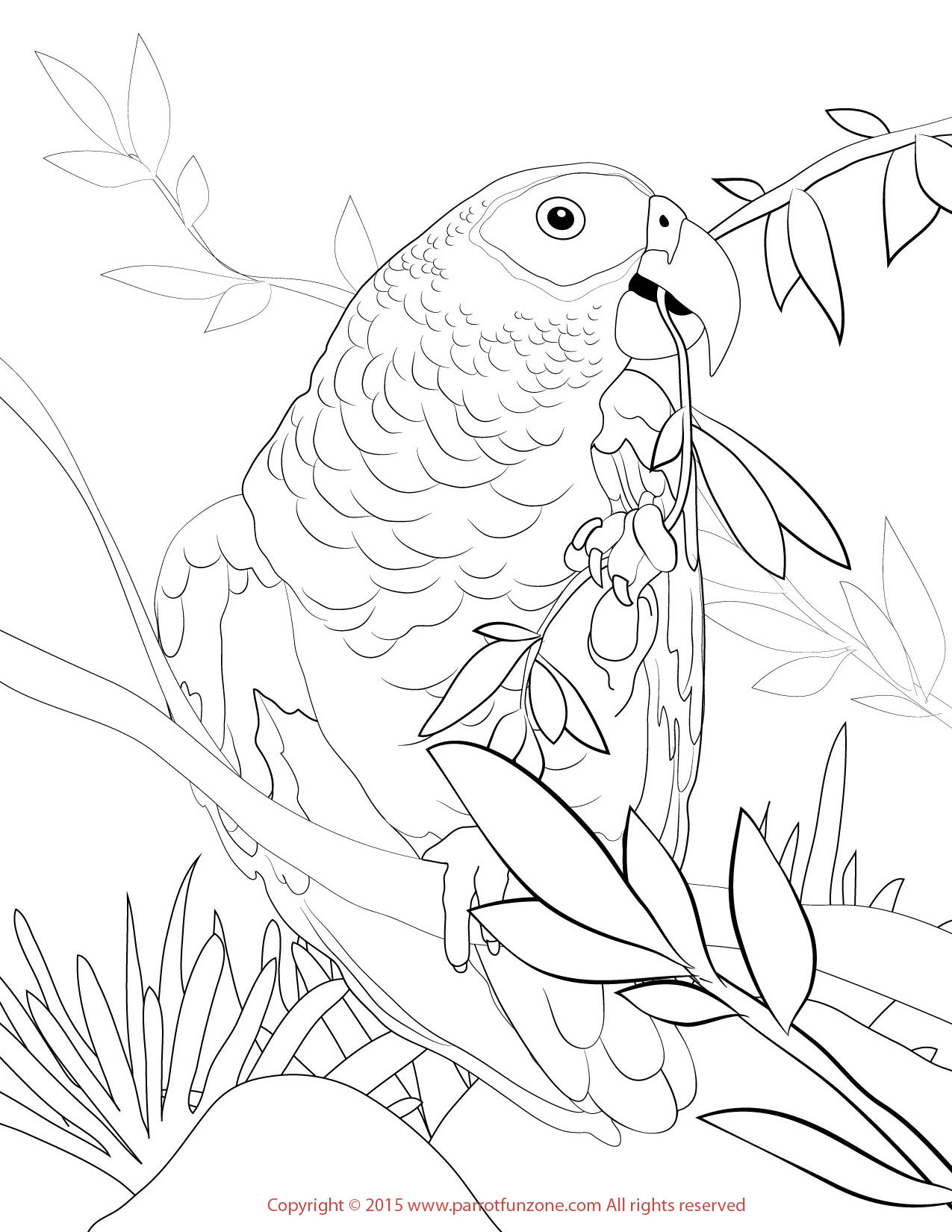 African grey coloring page