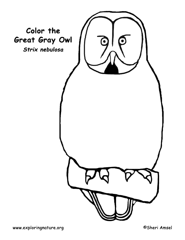 Owl great gray coloring page