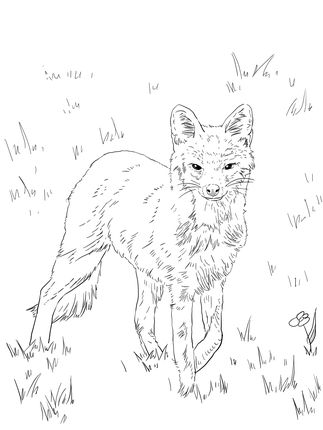 North american grey fox coloring page supercoloring fox coloring page coloring pages nature owl coloring pages