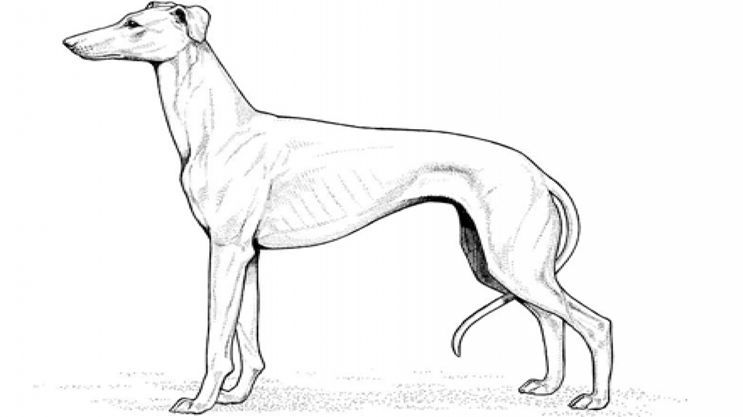 Greyhound coloring pages