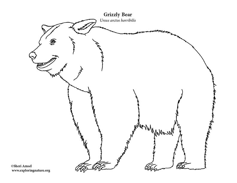 Bear grizzly coloring page