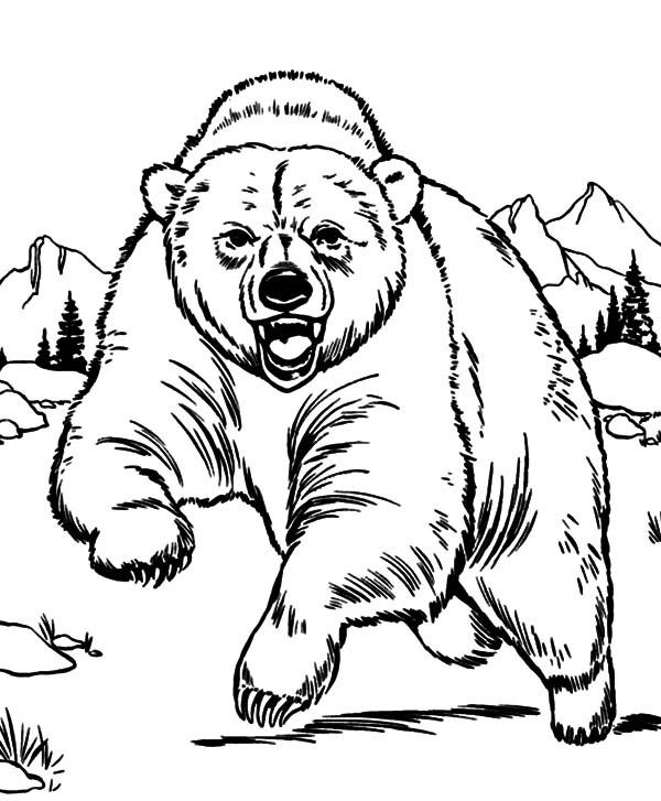 Grizzly bear coloring pages grizzly bear coloring page printable sketch templates bear coloring pages zoo animal coloring pages animal coloring pages