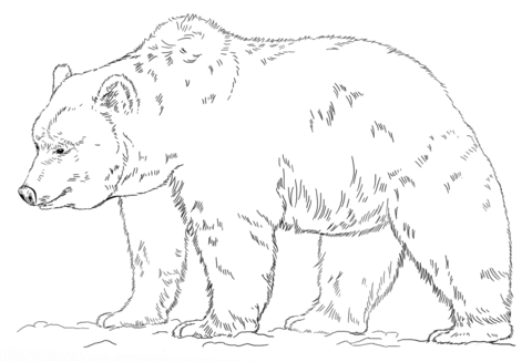 Grizzly bears coloring pages free coloring pages