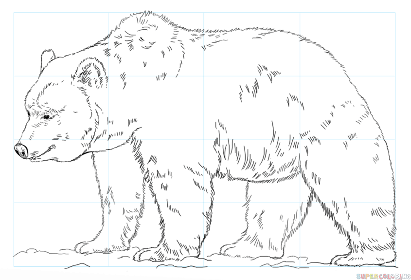 How to draw grizzly bear step by step drawing tutorials