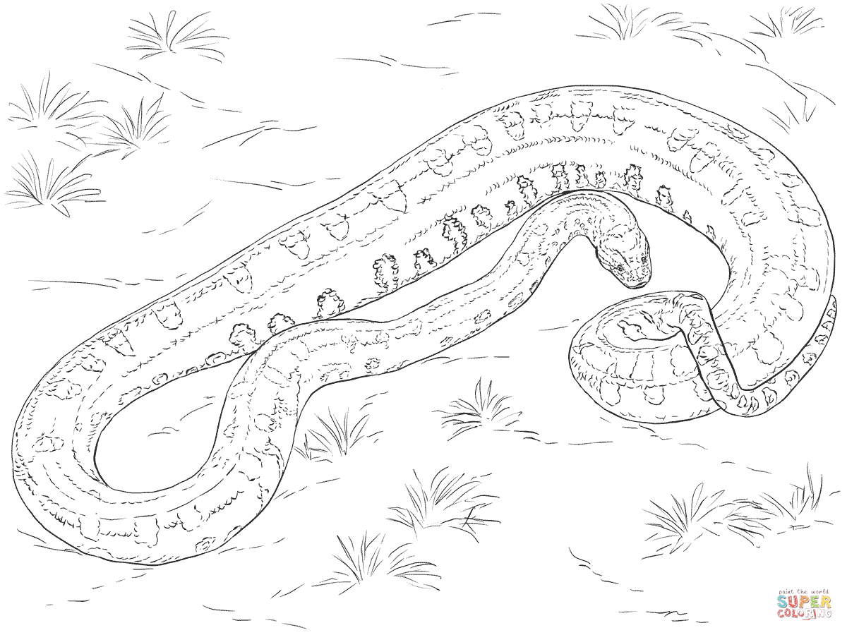 Realistic green anaconda coloring page free printable coloring pages green anaconda coloring pages anaconda