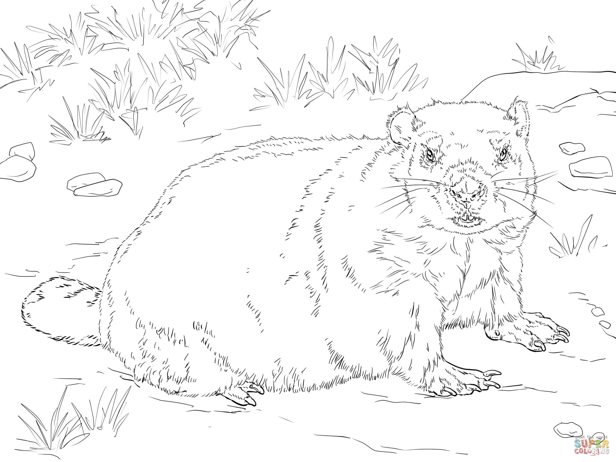Realistic groundhog coloring page free printable coloring pages