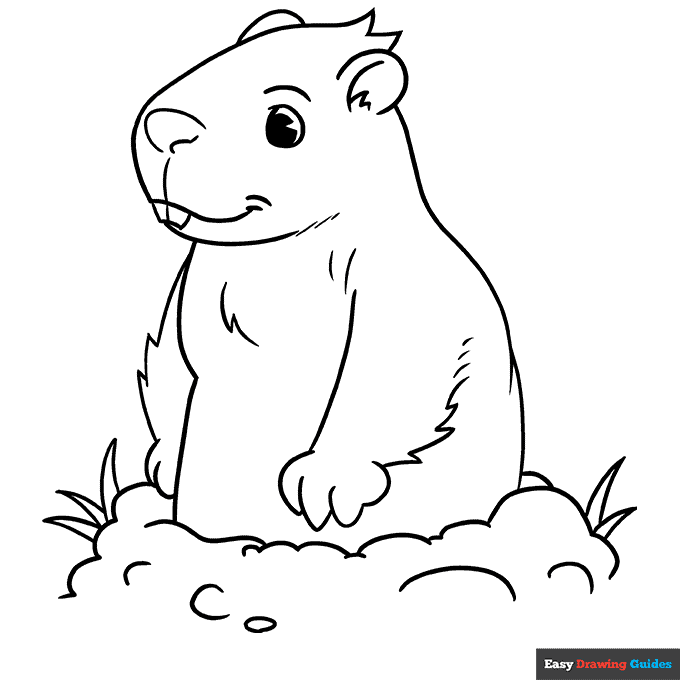 Groundhog coloring page easy drawing guides