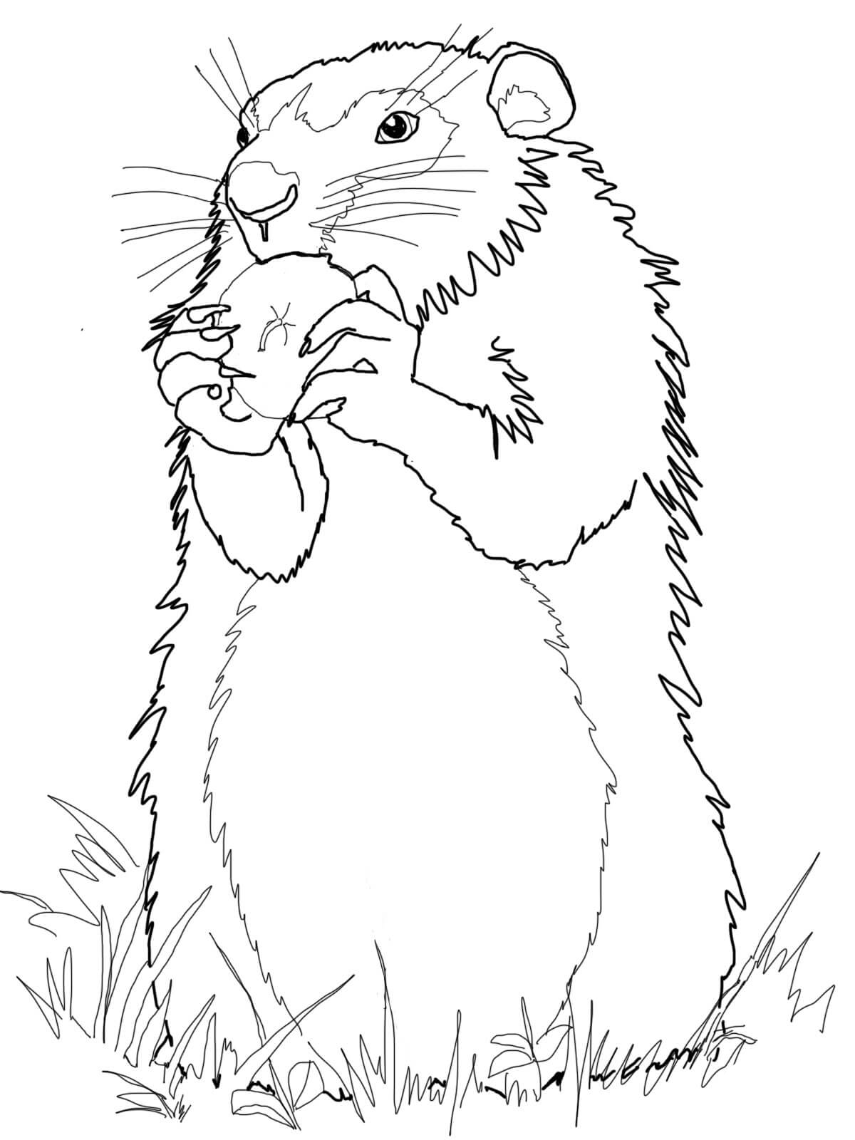 Groundhog coloring pages